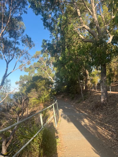 The scene depicts a paved, downward-sloping pathway within a vegetated area in Applecross, Australia. The path, light grey in color and illuminated by direct sunlight, displays long, defined shadows from overhead trees, suggesting low-angle sunlight. To the left, a weathered light-green metal railing with a mesh-like infill parallels the path, bordering a steep, densely vegetated embankment that descends towards a body of water visible in the middle distance. This body of water appears blue, with a distant, indistinct landmass on its opposite shore. The embankment features various plant species, including palm-like foliage and numerous shrubs. To the right of the pathway, dense natural bushland with tall trees, characteristic of eucalypt species, rises alongside. The ground on this side is covered with dry leaves and organic debris. The upper portion of the image reveals a clear, unobstructed blue sky through gaps in the tree canopy. No individuals or human activity are present.