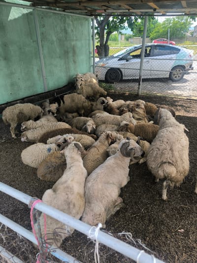 A group of sheep are huddled in a pen in Karatakla, Georgia. The pen is constructed with a green concrete wall on one side and wire fencing on the other. A white car with damage to the rear quarter panel is visible through the fencing. The ground within the pen is dirt and straw. The sheep are mostly lying down, with a few standing. Some have horns. A silver metal frame structure covers the pen.
