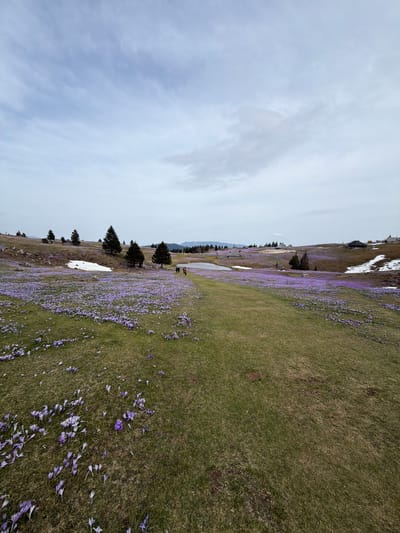 The image shows a landscape in Kamnik, Slovenia, featuring a hillside meadow covered with purple flowers, likely crocuses. Patches of snow remain on the slope. Several evergreen trees are scattered across the landscape. In the background, a line of trees borders a body of water. The sky is overcast with clouds. There are a few figures on the hill.