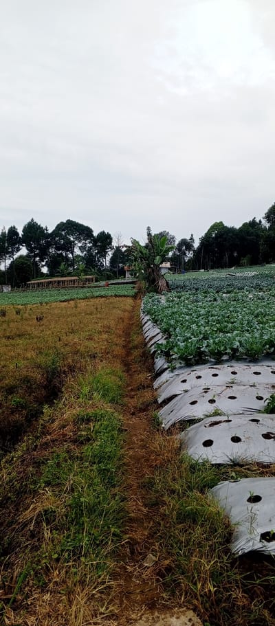 The image shows a farm field in the city of Weddagala, Sri Lanka, under an overcast sky. The field is divided into two sections by a dirt path. To the left, the land is covered in dry, brown grass and some green weeds. To the right, rows of green leafy vegetables, likely cauliflower or cabbage, are planted. These vegetables are covered with white plastic mulch, which has holes for the plants. In the background, a line of trees, including tall pine trees and some banana trees, borders the farm. A small wooden structure, possibly a shed or a resting area, is visible among the trees.
