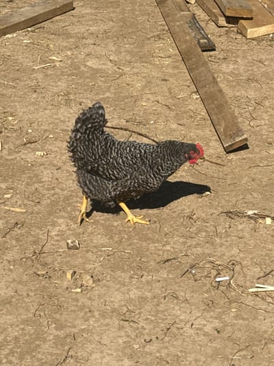 A barred rock chicken is standing on a dry dirt ground. The chicken is facing to the right, with its head down as if it is pecking at the ground. The chicken has black and white barred feathers, a red comb and wattle, and yellow legs. In the background, there are several pieces of lumber scattered on the ground, suggesting a construction or renovation site. The ground is dry and dusty, with some scattered straw and debris. The lighting suggests it is daytime, with a distinct shadow cast by the chicken. The location is identified as Matchino, Russia.