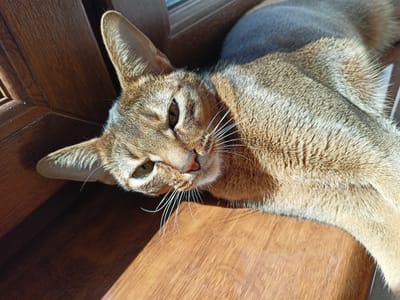 A close-up shot captures an Abyssinian cat lounging on a wooden surface, likely a windowsill, bathed in warm sunlight. The cat, with its distinctive ticked coat of sandy brown and black markings, lies on its side, its head turned towards the viewer. Its large, expressive eyes, a striking amber color, are partially closed, suggesting a relaxed or sleepy state. Long, white whiskers fan out from its muzzle. The wooden surface beneath the cat appears to be polished, with visible grain patterns and areas of light and shadow, indicating natural light entering from a window. The background shows a wooden frame and a lighter, possibly upholstered, surface. The overall impression is one of peacefulness and contentment, with the sunlight highlighting the cat's fur. The photo was taken in Volgodonsk, Russia, and given the lighting, it appears to be daytime, possibly morning or afternoon, with clear weather. There is no visible text in the image.