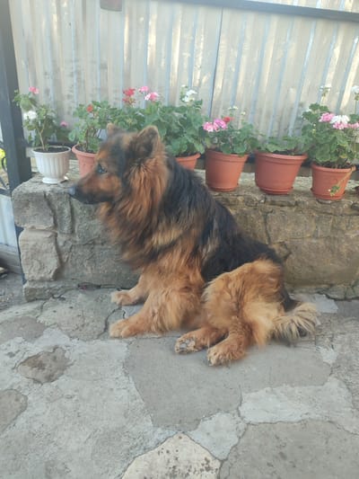 A long-haired German Shepherd dog is sitting on a stone and concrete patio in front of a weathered metal fence. The dog is facing left and looking away from the camera. Behind the dog, on a stone ledge, are several terracotta pots filled with flowering plants, most of which have pink and white blossoms. The dog has a thick, fluffy coat of brown, black, and tan fur. The patio is made of irregularly shaped stone slabs with concrete in between. The environment appears to be an outdoor area, possibly a yard or garden. The image quality is moderate, with some slight blurriness and muted colors. The location is identified as Yurkivtsi, Ukraine.