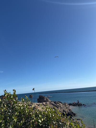 The image depicts a coastal scene in Newport Beach, United States, featuring a rocky outcrop with green vegetation in the foreground. Beyond the rocks is the ocean, with a breakwater extending into the water. Palm trees are visible amongst the rocks. In the clear, blue sky, a bird is flying.