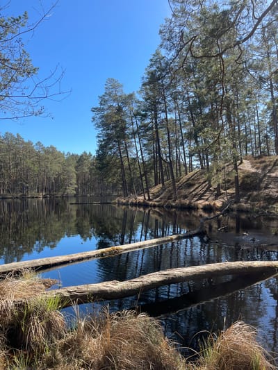 The image captures a tranquil waterscape in Lilaste, Latvia. The scene features a body of water reflecting the surrounding environment. On one side, a densely wooded area with tall, slender trees lines the water's edge. The opposite bank is characterized by reeds and grassy vegetation. Two prominent tree trunks extend from the water, with a small amount of moss visible on one. The clear blue sky is visible above, and the water's surface is disturbed by slight ripples.