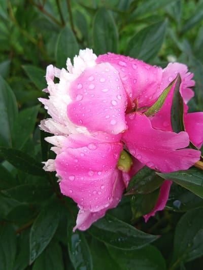 This is a close-up, vertical, outdoor photograph of a pink and white peony flower covered in water droplets. The flower is in focus, with its petals fanning out. The background consists of out-of-focus green leaves. There are no people or buildings visible in the image. The image does not provide any information about its location in Gdov, Russia, or any other geographical context.