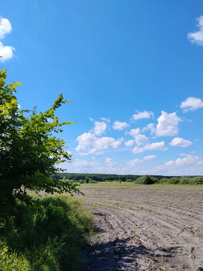 A wide-angle, vertical landscape photograph depicts a partially cultivated field under a bright blue sky dotted with white, puffy clouds. In the foreground, to the left, a dense green tree with vibrant leaves casts a shadow across a strip of tall grass. The field itself is a dark, loamy soil, characterized by rows of young, emerging plants, suggesting recent planting. A line of dense green trees forms the horizon in the background, with some smaller trees and bushes interspersed within the field. The overall scene is one of rural tranquility, likely taken in the early to mid-day. The image is a photograph of a natural landscape, without any people or animals present. The location is identified as Matyashivka, Ukraine.
