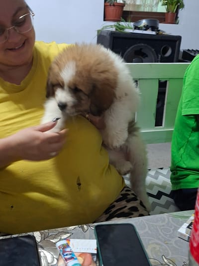 A medium shot captures a woman holding a fluffy puppy. The woman, wearing glasses and a yellow t-shirt, is smiling. The puppy, with brown and white fur, is being cradled by the woman. In the background, a green bench is visible, along with a large black speaker and some plants. The overall scene appears to be indoors, likely in a home setting in the city of Belozem, Bulgaria.