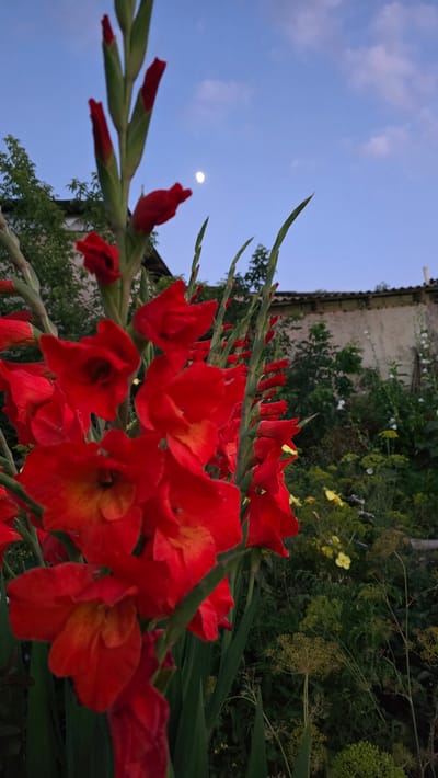 The image shows a close-up view of bright red gladiolus flowers in bloom, with their long green stems extending upwards. The flowers are arranged in a staggered pattern along the stems, with some fully open and others still in bud. In the background, a light-colored building with a textured facade is visible, along with lush green foliage and some small yellow flowers. Above the scene, the sky is a clear blue with a faint moon visible. The lighting suggests it is either early morning or late evening, with the sky beginning to darken. The overall impression is of a peaceful, natural setting, possibly a garden or yard in a rural or suburban area. The location context is Ақбұлақ, Kazakhstan. There is no visible text in the image.