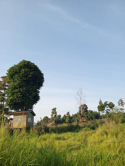 The image depicts a rural landscape in Yakkurugala, Sri Lanka, under a clear, pale blue sky. In the foreground, tall green grass grows abundantly, with a strand of barbed wire running horizontally across the lower portion of the frame.

To the left, a wooden treehouse, roughly square in shape with a sloping roof, is perched on stilts beneath the broad canopy of a large, dense green tree. The treehouse has a visible window on its side. Further into the scene, on a gently sloping grassy hill dotted with various trees, a smaller, open-sided wooden structure resembling a lookout post stands on stilts. Behind these structures, a mix of deciduous and evergreen trees forms a dense treeline along the horizon. A tall, bare tree with intricate branches stands out among the foliage. The overall impression is one of a tranquil, natural environment.
