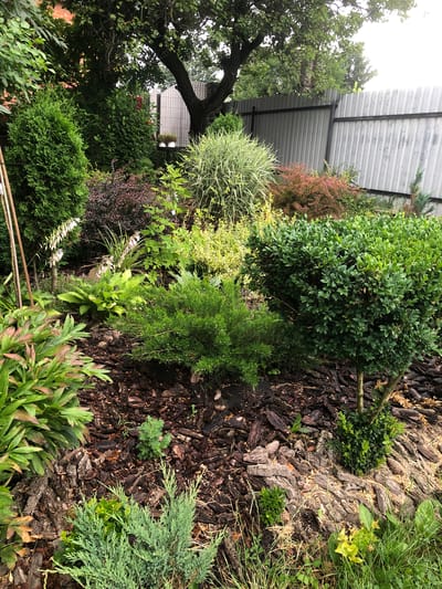 The image shows a garden in Radomyshl, Ukraine. A variety of plants are visible, including several evergreen shrubs, deciduous plants with dark red and yellow-green foliage, and a large tree with green leaves and some light-colored fruit. White flowers with drooping petals are present on a stalk. The ground is covered with dark brown mulch, bark, and some pinecones. A gray corrugated metal fence is visible in the background. There are no people or animals in the image. The scene appears to be a well-maintained private garden.