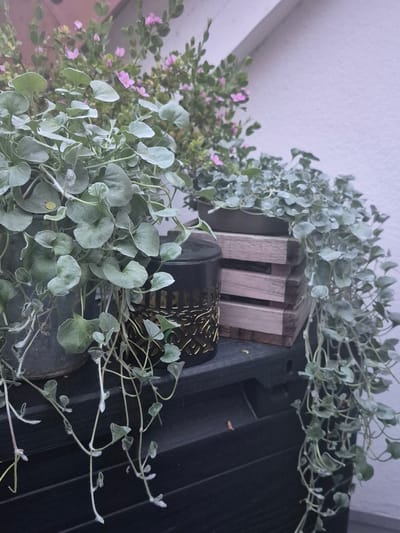The image shows a close-up of plants on a dark surface, likely a balcony or patio. In the foreground, a trailing plant with small, heart-shaped, silver-green leaves cascades downwards. Behind it, another plant with similar foliage is visible in a dark pot. Further back, a wooden crate holds a potted plant with small pink flowers. A decorative black lantern with a gold filigree pattern sits between the two large plants. The background appears to be a textured, pale wall and a roofline, suggesting an outdoor urban setting. The lighting suggests it is either dusk or early morning. The scene is located in Hagen, Germany, on a balcony of a residential building.