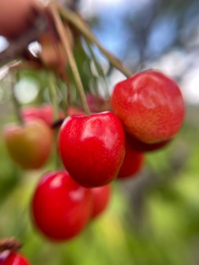 A close-up shot shows a cluster of red cherries attached to green stems. The cherries are in varying degrees of focus, with the front cherries being sharp and the cherries behind them blurred. The background is a mixture of blurry green and blue, suggestive of foliage and sky. No people are visible in the image. There is no information in the image that indicates the location or the city of Popasne, Ukraine.