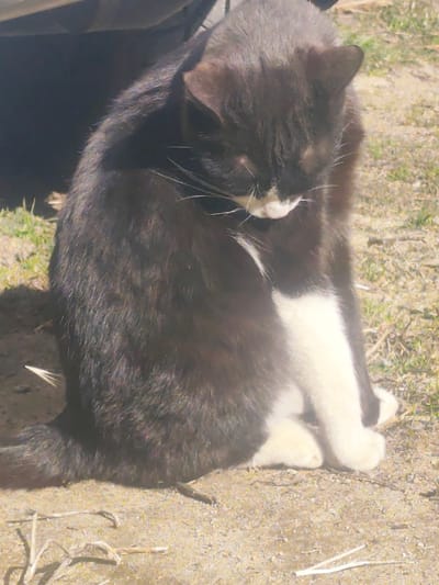 A domestic feline, likely a cat, is depicted seated on dry, light brown ground interspersed with sparse green and yellowed grass and small fragments of plant matter. The animal is black with white markings, specifically a white muzzle, chest, and front paws, consistent with a "tuxedo" pattern. Long white whiskers extend from its muzzle. Its head is lowered and tilted downwards, obscuring its eyes, suggesting an action of resting or self-grooming. The animal's front paws are tucked beneath its chest, and a portion of its black tail is visible on the ground to its left. Strong, direct sunlight illuminates the scene from above, casting shadows and highlighting the fur. A dark, indistinct mass, possibly a vehicle's underside or a shaded structure, is present in the upper left background. The scene is located in Vranentsi, Bulgaria.