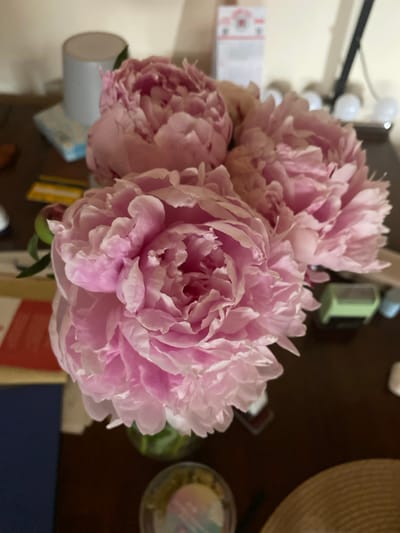 A close-up, slightly overexposed shot captures a bouquet of pink peonies in a glass vase. The flowers are the dominant subject, filling most of the frame with their full, ruffled petals. In the background, a light-colored wall is visible, with several objects including a cylindrical white object on the left, a white piece of paper with red lettering on the top right, and two light bulbs attached to a dark pole on the far right. A dark brown wooden surface, likely a desk or table, supports the vase and objects. The scene is indoors and appears to be well-lit, though the lighting is not perfectly balanced. No people are visible in the image. The location of Lütjenwestedt, Germany is not depicted or implied by any elements within the image.