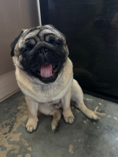 A fawn-colored pug dog is lying on a grey, textured floor. The dog is lying on its back with its legs in the air, and its tongue is sticking out. The dog's eyes are closed, and it appears to be relaxed or asleep. The background is dark and appears to be a wall or furniture. There is no visible text in the image. The image appears to be taken indoors, possibly in a home. The lighting is dim, suggesting it could be evening or a dimly lit room.