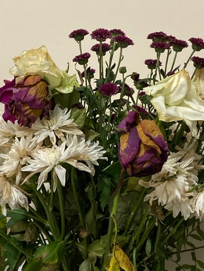 The image displays a close-up view of a bouquet of severely withered and dried flowers. The arrangement primarily features large roses, some with discolored, shriveled cream-to-brown petals, and others appearing as dark purple or magenta blooms, also shriveled and exhibiting brown and yellow discoloration. Numerous white chrysanthemums with drooping, faded petals, showing brown edges, are prominent in the lower and central areas. Smaller, dark purple button-like flowers on slender green stems are visible throughout the bouquet. The accompanying foliage is largely green but shows signs of wilting and yellowing. The background consists of a plain, light-colored wall. No people, additional objects, or specific geographical markers identifying a city location, such as Limerick, Ireland, are present within the image frame.