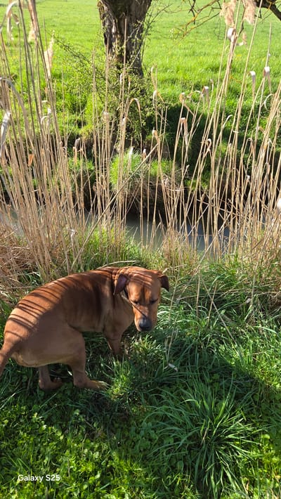 The image depicts a brown dog lying on green grass next to a waterway. The waterway is flanked by tall, dry reeds. In the background, there is a green field with trees. The image includes a text "Galaxy S25" on the corner. The location is Ottonville, France.
