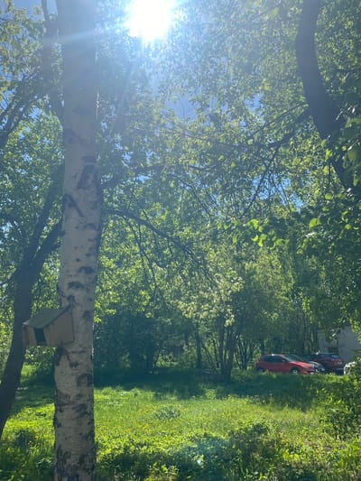 The image depicts a sunny outdoor scene in Novouralsk, Russia. A birch tree with a birdhouse attached to its trunk is in the foreground. Behind the tree, there's a green lawn with grass and flowers. Further in the background, trees line the area, creating a forest-like setting. In the far background, a building and parked cars are visible. The sunlight filters through the trees, creating a bright and dappled effect.