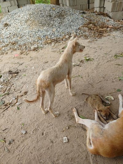 The scene depicts an outdoor environment in Ajerogun, Nigeria, featuring three dogs on a dirt-covered ground. In the central-left, a slender, light-tan dog stands, oriented towards the right with its head slightly turned, appearing to observe something off-camera. This dog exhibits a thin coat and upright ears. Immediately to its lower right, a smaller, mottled brown puppy lies prone on the ground, with its head resting downwards, appearing to be asleep or resting. In the foreground, lower right, a partial view of a larger, light-colored dog is visible, lying on its side, showing its hindquarters and abdomen.

The ground is composed of light brown, dry earth, with scattered organic debris including dried leaves, fresh green leaves, and small stones. Faint impressions, possibly footprints or tire marks, are discernible in the dirt. In the background, a substantial pile of light grey aggregate (gravel) occupies the left portion of the frame. To the right of the gravel pile, multiple stacks of grey concrete blocks are present. Sparse green vegetation is visible in the distant background. The scene is under natural daylight conditions.