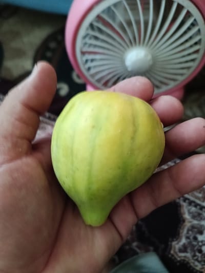 A hand holds a green and yellow striped fruit, possibly a fig or a small melon, in front of a pink fan. The fruit has a tear-drop shape and appears smooth. The hand is a light skin tone with visible lines on the fingers. The background shows a portion of the fan with its white blades and a patterned surface. The overall scene suggests an indoor setting. The location is Shahrisabz City, Uzbekistan.