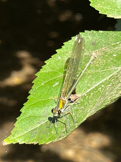 A close-up macro photograph captures a damselfly resting on a vibrant green leaf with serrated edges. The damselfly, positioned diagonally across the leaf, showcases its delicate, veined wings, which are translucent with subtle dark markings. Its slender, segmented body exhibits metallic green and yellow hues, particularly prominent on its thorax. The damselfly's large, compound eyes are dark and multifaceted, and its spindly legs are clearly visible, gripping the leaf's surface. The leaf itself has a slightly textured appearance, with some faint white speckles and a small, damaged area near the damselfly's thorax. The background is a dark, softly blurred expanse, suggesting a shaded environment, possibly a forest floor or undergrowth, with hints of lighter, out-of-focus shapes that could be other leaves or dappled sunlight. The lighting appears natural, highlighting the details of the damselfly and the leaf. No people, text, or specific time of day or weather conditions are discernible beyond the impression of a bright, possibly sunny day filtered through foliage. The setting is implied to be a natural outdoor environment, consistent with a location like Mevoot HaHermon Regional Council, Israel, known for its diverse flora and fauna. The overall mood is one of quiet observation of nature's intricate details.