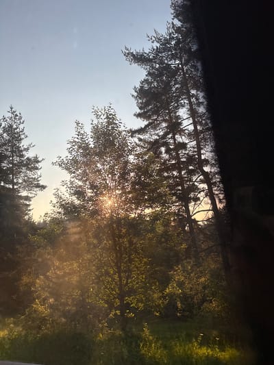 The image depicts a forest scene at sunset, with sunlight filtering through the trees. Tall pine trees are visible on the left and right sides, silhouetted against the sky. In the center, a deciduous tree with green leaves is illuminated by the setting sun, creating a bright glow. The foreground is filled with lush green grass and smaller bushes. The sky is clear and a pale blue, transitioning to a warm orange hue near the horizon. A dark, blurred area occupies the right edge of the frame, obscuring part of the scene. The overall impression is one of natural beauty and tranquility. The location is identified as Kasak, Bulgaria.