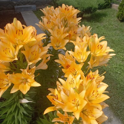 This image displays a close-up view of a cluster of vibrant yellow lilies in bloom. The lilies are the primary subject, with their large, trumpet-shaped petals and prominent stamens filled with dark pollen. They are densely packed together, creating a lush and abundant visual effect. The background is softly blurred, showing hints of green grass and dark soil, suggesting an outdoor garden setting. The lighting indicates it is daytime, possibly late morning or early afternoon, with sunlight illuminating the flowers and casting subtle shadows. The image appears to be taken from a slightly elevated perspective, looking down at the flowers. There are no people or animals visible in the frame. The overall impression is one of natural beauty and vibrant floral life. The location of Cepeleuți, Moldova, is not explicitly evident from the visual information within the image itself.