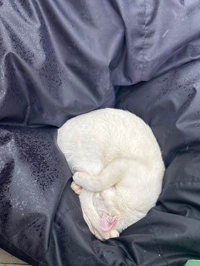 In Tavrichanka, Russia, a white cat is curled up asleep on a dark, wrinkled, possibly water-resistant fabric surface. The fabric appears to have water droplets or a textured pattern on it. The cat is mostly white with some pink visible on its ear and paw pads. The scene is viewed from above.