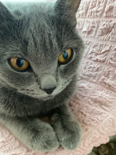 This is a close-up, low-angle, vertical shot of a British Shorthair cat lying on a pink, textured blanket. The cat has gray fur with faint tabby markings on its face. Its large, round eyes are a striking amber color with dark pupils reflecting light. The cat's front paws are curled up near its head. The background is the pink blanket, which has a raised, wavy pattern. The lighting suggests it might be indoors during the daytime. The cat appears relaxed and possibly curious, with its gaze directed slightly off-camera. There is no visible text in the image. The location context is Kocasinan, Turkey.