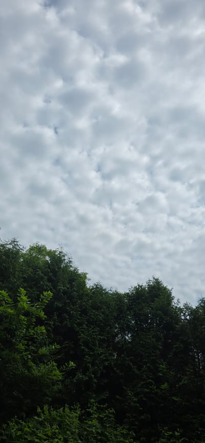 The image is a low-angle shot of a cloudy sky with a dense line of dark green trees occupying the right side of the frame. The clouds are light gray and white, with a textured, dappled appearance, suggesting they are scattered cumulus clouds. The trees are lush and appear to be coniferous, with their branches and foliage creating a dark, almost silhouetted contrast against the brighter sky. The foliage is so dense that it obscures much of the sky behind it. The lighting suggests it is daytime, possibly late afternoon, as the light is diffused by the clouds, and the trees are in shadow in some areas. There is no visible text. The scene evokes a natural, perhaps slightly overcast day, with the natural elements of sky and trees dominating the view. The location context provided is Drummondville, Canada.