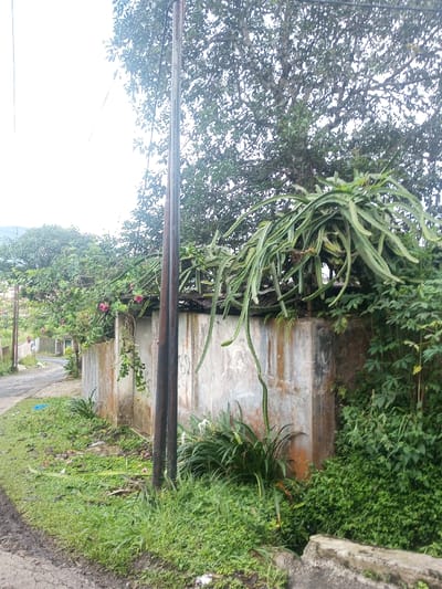 A narrow paved road curves alongside a mossy concrete structure topped with sprawling dragon fruit plants. Lush green foliage covers the ground, while tall trees tower above, casting shadows. A weathered utility pole stands prominently beside the concrete structure. Some pink flowers hang from vines on the structure. The scene captures a blend of natural and man-made elements in a tropical setting.