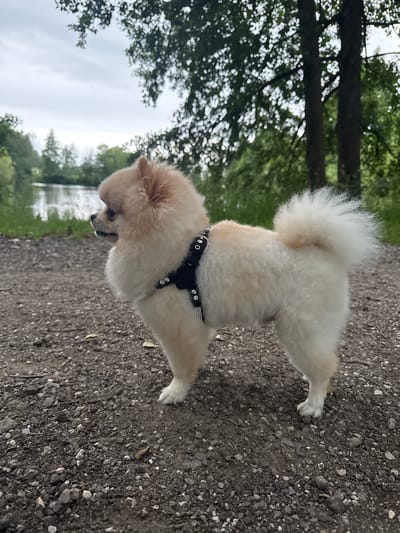 A cream-colored Pomeranian dog, wearing a black harness adorned with rhinestones, stands on a gravel path. The dog is facing left in profile, with its tail curled upwards. Behind the dog, a body of water is visible, likely a lake or river, with trees and foliage on the opposite bank. The sky is overcast, suggesting a cloudy day. The scene appears to be an outdoor location, possibly a park or a natural area within or near Hagenberg im Mühlkreis, Austria, given the reference to the location.
