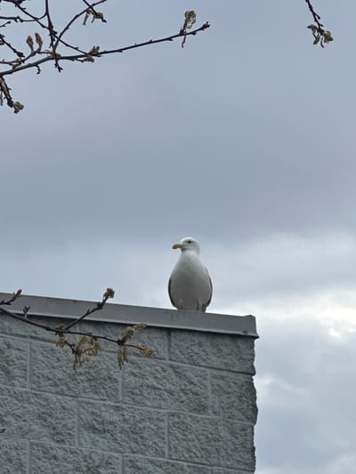 A low-angle shot captures a white and grey seagull perched on the flat roof edge of a building, viewed against an overcast sky. The seagull is positioned centrally in the upper half of the frame, facing slightly downwards with its head tilted, and its yellow beak visible. Its body is predominantly white with subtle grey markings on its back and wings.

The building is constructed with large, rough-textured grey blocks, suggesting concrete or cinder block material, and its vertical edge forms a sharp line on the right side of the image. The sky above is a pale, uniform grey, indicating an overcast day, with some brighter, more diffuse light suggesting the presence of the sun behind the clouds.

In the foreground, bare tree or shrub branches with newly emerging buds or small, light-colored leaves partially frame the scene from the lower left and lower right corners. The branches are dark brown and thin, adding a natural element to the otherwise urban/industrial backdrop.

The overall impression is one of a quiet, possibly cool, daytime scene. There is no visible text or explicit activity beyond the bird resting. Given the location context of Delta, Canada, the presence of a seagull is common in coastal or estuarine environments.