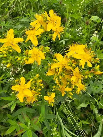 The image shows a close-up, eye-level view of a cluster of bright yellow flowers with numerous thin stamens, likely St. John's wort, blooming in a field of green grass and foliage. Several buds are visible amongst the open flowers. The background is a blur of green, suggesting a natural outdoor environment. No people or structures are present. The scene depicts a vibrant patch of wild flora. The location is identified as Kresty, Russia.