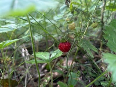 This media file showcases a close-up view of a wild strawberry plant, likely in Savonlinna, Finland. The main subject is a bright red, ripe wild strawberry, positioned centrally and in sharp focus. The strawberry is attached to its slender stem, which curves downwards. Surrounding the ripe berry are several unripe, pale green strawberries, some of which are beginning to show a yellowish hue. One of these unripe strawberries has a small insect perched on it, possibly a bee or fly.

The setting is a natural, outdoor environment, characterized by lush green foliage. Tall grasses and various leaves create a dense background, with some leaves in sharp focus and others softly blurred, suggesting a shallow depth of field. The ground is visible in patches, appearing to be covered in leaf litter and soil, typical of a woodland or meadow floor. The lighting suggests it is daytime, with soft, diffused light, indicating an overcast sky or dappled shade.

The overall impression is one of natural beauty and the quiet observation of flora. There is no text visible in the media file. The focus on the ripening fruit and the presence of an insect suggest a natural ecosystem in action.