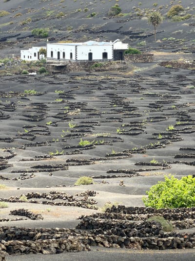 This image depicts a unique agricultural landscape, likely a vineyard, situated on dark volcanic soil in Yaiza, Lanzarote, Spain. The scene is characterized by vast stretches of black earth meticulously organized into numerous semicircular or horseshoe-shaped depressions. Each depression, known as a *zoco* or *géria*, is enclosed by low dry stone walls constructed from dark volcanic rocks. Within these protective hollows, individual green plants, presumably grapevines, thrive, their vivid green foliage offering a striking contrast against the dark volcanic ground. This distinctive viticulture method is designed to shield the grapevines from strong winds and efficiently collect dew and moisture in the arid climate.

In the middle ground, towards the left side of the frame, stand several traditional white buildings with dark roofs and windows, featuring characteristic serrated parapets. A tall, mature palm tree is visible near these structures. Scattered across the volcanic terrain are various patches of other sparse green vegetation, including a prominent bright green bush or tree located in the upper right quadrant. A rough road or pathway, edged with volcanic rocks, runs along the far right side of the landscape. The scene is illuminated by clear daylight, indicating a sunny day. There are no people visible, nor any discernible text. The image conveys a sense of ingenious adaptation to a challenging environment, showcasing a resilient agricultural practice.