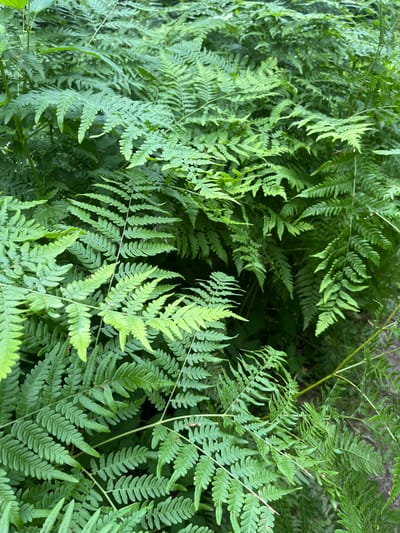A close-up, overhead shot depicts a dense cluster of lush green ferns. The fronds are intricately patterned, with many small, pointed leaflets branching off the main stems. The lighting suggests an outdoor, natural environment, likely a shaded area given the vibrant green of the foliage. The scene is devoid of any human presence or visible man-made objects, focusing solely on the botanical subject.