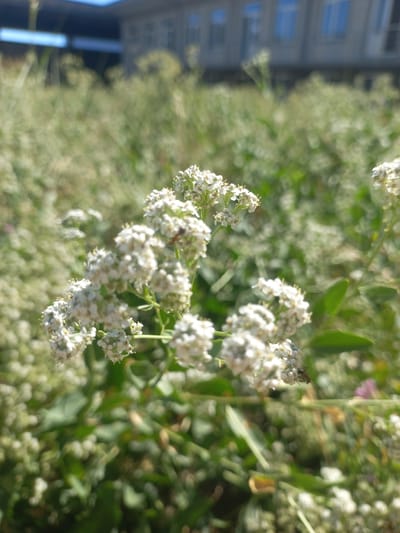 The image shows a close-up view of small white flowers in a field, with a building in the background. The building appears to be a light-colored, multi-story structure with windows. The field is filled with green foliage and other white flowers, creating a soft, blurred background. A small insect, possibly a fly or a bee, is visible on one of the flower clusters. The lighting suggests it is daytime, with bright sunlight illuminating the scene. The location of Yorkatay, Uzbekistan, is not visually represented in the image itself, as there are no specific landmarks or signs to indicate this location.