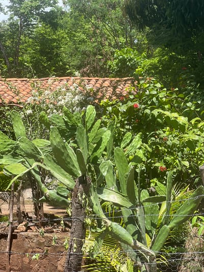This image depicts a lush, overgrown garden scene with a focus on a large prickly pear cactus in the foreground. The cactus has numerous flat, green pads, some of which are quite large and spread out. Behind the cactus, a section of a terra cotta tiled roof is visible, suggesting a building nearby. Further back, dense green foliage and trees create a vibrant backdrop, with hints of small white flowers and red blooms interspersed among the leaves. A rustic fence, composed of wire and wooden posts, runs across the lower portion of the image. The overall impression is one of a warm, sunny outdoor environment.
