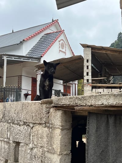 The image, when viewed with correct orientation, depicts a lean, black dog standing on an elevated, weathered concrete or stone wall. The dog, which appears to be a short-haired breed, has visible ribs, pricked ears, and is looking intently towards the left of the frame.

In the mid-ground, to the left of the dog, stands a white house with a distinctive multi-tiered, dark tiled roof and red trim along the edges. On the gable of this house, a circular decorative element features a stylized Asian character, likely the Chinese character 'Fu' (福), symbolizing good fortune or blessing. Another similar tiled roof structure is partially visible further to the left.

The foreground and immediate right of the dog are dominated by rugged, utilitarian structures constructed from concrete blocks. These structures incorporate corrugated metal roofing, wooden beams, and ropes, suggesting a functional or unfinished construction.

The background reveals hints of green foliage from trees or hills, placing the scene in a natural, possibly rural or semi-rural environment. The sky is uniformly grey and overcast, indicating a cloudy daytime setting. The architecture, particularly the white house with its tiled roof and symbolic decoration, suggests a location in East or Southeast Asia, consistent with Quốc Toản, Vietnam. The scene captures an everyday moment in a setting that blends residential areas with more basic, functional structures.