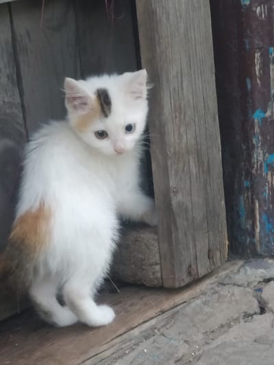 This is a medium-angle, vertical shot of a fluffy, white kitten with calico markings, possibly taken outdoors in Vasylkiv, Ukraine. The kitten is positioned on weathered wooden planks, with one plank above it, creating a shaded enclosure. Its body is predominantly white, with patches of orange and brown on its back and tail, and a distinct dark brown spot on its forehead. The kitten has large, curious blue eyes and pink ears. Its posture suggests it's lying down or resting, looking directly at the camera with an alert and innocent expression.
The background consists of rough, gray concrete and more aged wooden elements, some with peeling blue paint, hinting at a rustic or abandoned setting. The lighting appears to be natural, possibly from an overcast day or late afternoon, as there are no strong shadows. The overall atmosphere is peaceful and slightly melancholic, focusing on the vulnerability and charm of the young animal. No text is visible in the image.