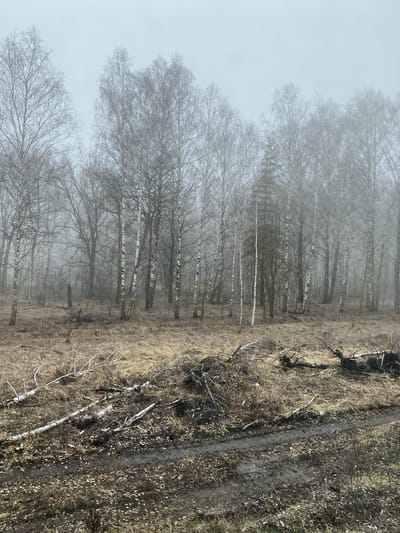 The image depicts a birch forest in a foggy, likely overcast, environment. The location is identified as being near the city of Belov, Russia. The birch trees are bare, suggesting a late autumn or winter season. To the right of the trees is a path with a muddy surface. No people or animals are visible in the image. The scene is quiet and still, emphasizing the environmental details.