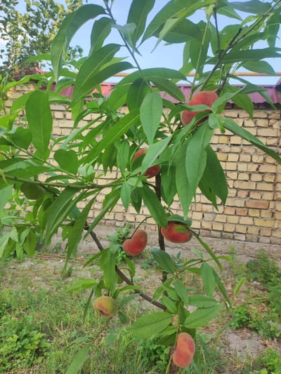 The image shows a peach tree with several ripening peaches, set against a backdrop of a brick wall and green foliage. The tree is in focus, with its branches and leaves clearly visible. The peaches are of varying ripeness, with some showing a blush of red. The brick wall behind the tree is light brown and appears to be part of a fence or building. The ground is covered with grass and some dry leaves. The sky is visible in the upper part of the image and is a clear blue. The scene is outdoors, and the lighting suggests it is daytime, likely with a slight breeze as indicated by the slight blur in some of the leaves. The image appears to be taken in a residential or garden area. The location is identified as Mingchinar (Blagoveshchensky), Uzbekistan. There are no people or animals visible in the image. The overall impression is one of natural growth and the early stages of fruit harvesting.