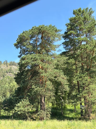 This image, taken at Turbaza Katun', Russia, depicts a sunlit natural scene dominated by tall, mature pine trees with dense green foliage. The foreground is filled with tall, golden-green grass, suggesting a meadow or open field. In the background, a rocky, tree-covered hillside is visible under a clear, bright blue sky. The overall impression is one of a serene, undeveloped natural landscape. There are no people or animals visible in the image.