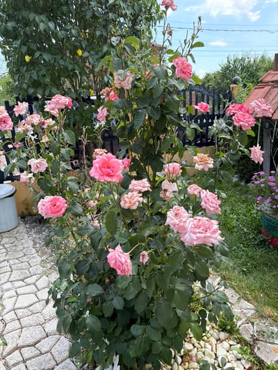 In Rusokastro, Bulgaria, a close-up shot captures a vibrant pink rose bush in full bloom. The bush is laden with numerous pink roses, some in pristine condition and others showing signs of wilting. The backdrop features a lush green tree, a black wooden fence, and a glimpse of red-tiled roofing. The ground is covered with a stone pathway and patches of green grass interspersed with white pebbles. A white plastic bin is partially visible on the left side of the frame. The overall scene depicts a charming garden setting under a partly cloudy sky.