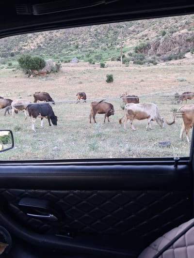 This media file shows a herd of cattle grazing in a dry, grassy field with rolling hills and rocky outcrops in the background. The scene appears to be set in Shatin, Armenia. The time of day is likely late afternoon or early evening, indicated by the soft, diffused light and the shadows cast by the cattle. The weather seems to be warm and dry, as suggested by the parched vegetation.
Several cows are visible, including a black and white one in the foreground, a light brown one behind it, and a darker brown one further back. There are also some younger calves or smaller cattle present. They are spread out across the field, some standing and grazing, others appearing to rest. The cattle are the main subjects of the image.
The image is framed by the interior of a vehicle, with the dark interior of a car door visible on the right side, featuring quilted upholstery and a chrome door handle. A side mirror of the vehicle is also partially visible in the lower right corner. The perspective suggests the photo was taken from inside a vehicle looking out at the herd.
There are no people visible in the image. The overall mood is peaceful and serene, capturing a quiet moment in rural life. The landscape suggests a mountainous or hilly terrain typical of the Armenian countryside. No visible text is present in the image.
