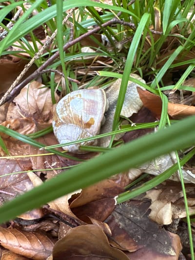 The image shows a close-up view of a snail's shell resting on a bed of fallen leaves and surrounded by green grass. The snail's shell is a spiral shape with earthy tones of brown, beige, and some faint blueish-grey hues. It appears to be partially camouflaged by its surroundings. The background consists of dry, brown leaves, some twigs, and blades of green grass, suggesting an outdoor, natural environment. There is no discernible human activity or structures visible in the frame. The image is taken from a slightly elevated perspective, looking down onto the scene. The location in Mitocu Bălan, Romania is not visually indicated in the image.