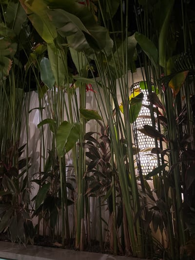 The image shows a view looking up towards a light fixture through dense foliage. The light fixture is a cylindrical lamp with a woven wicker or rattan shade. Surrounding the fixture and dominating the frame are various types of tropical plants. These include large, paddle-shaped leaves, possibly from a banana or bird-of-paradise plant, and narrower, reddish-tinged leaves. The light from the fixture filters through the leaves, creating a pattern of light and shadow. The specific location is Tumbak Bayuh, Indonesia.