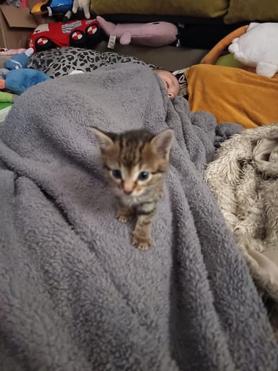 A very young tabby kitten is positioned on a soft, grey, fuzzy blanket. The kitten is in sharp focus and is looking directly at the camera. Its ears are perked, and it has striking blue eyes. The kitten's fur has characteristic dark stripes on a lighter brown base. It is standing on all four paws, with its front paws slightly forward.
The blanket it is on is draped, creating folds and textures. To the right of the kitten, another blanket or fuzzy material is visible, this one a lighter, cream color with longer fibers. In the background, out of focus, are several stuffed animals and pillows. One is a red car-shaped pillow, another is pink, and a blue one is partially visible. There are also some brown cardboard boxes and what appears to be the edge of a sofa or bed. Behind the kitten, a baby is visible, sleeping and covered by a grey blanket. The baby's face is turned away from the camera.
This image does not provide any information or context about the city of Serhiivka, Ukraine.